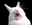 Talleyrabbit_thumbnail